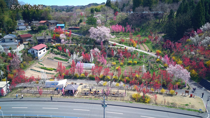 190420花やしき公園（桜）（YouTube）