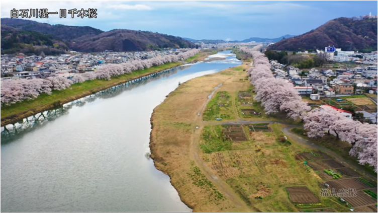 190415白石川堤一目千本桜（YouTube）