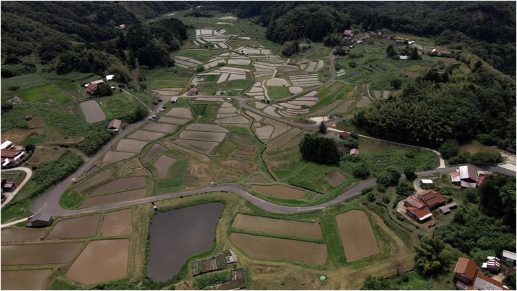 210605山王寺の棚田