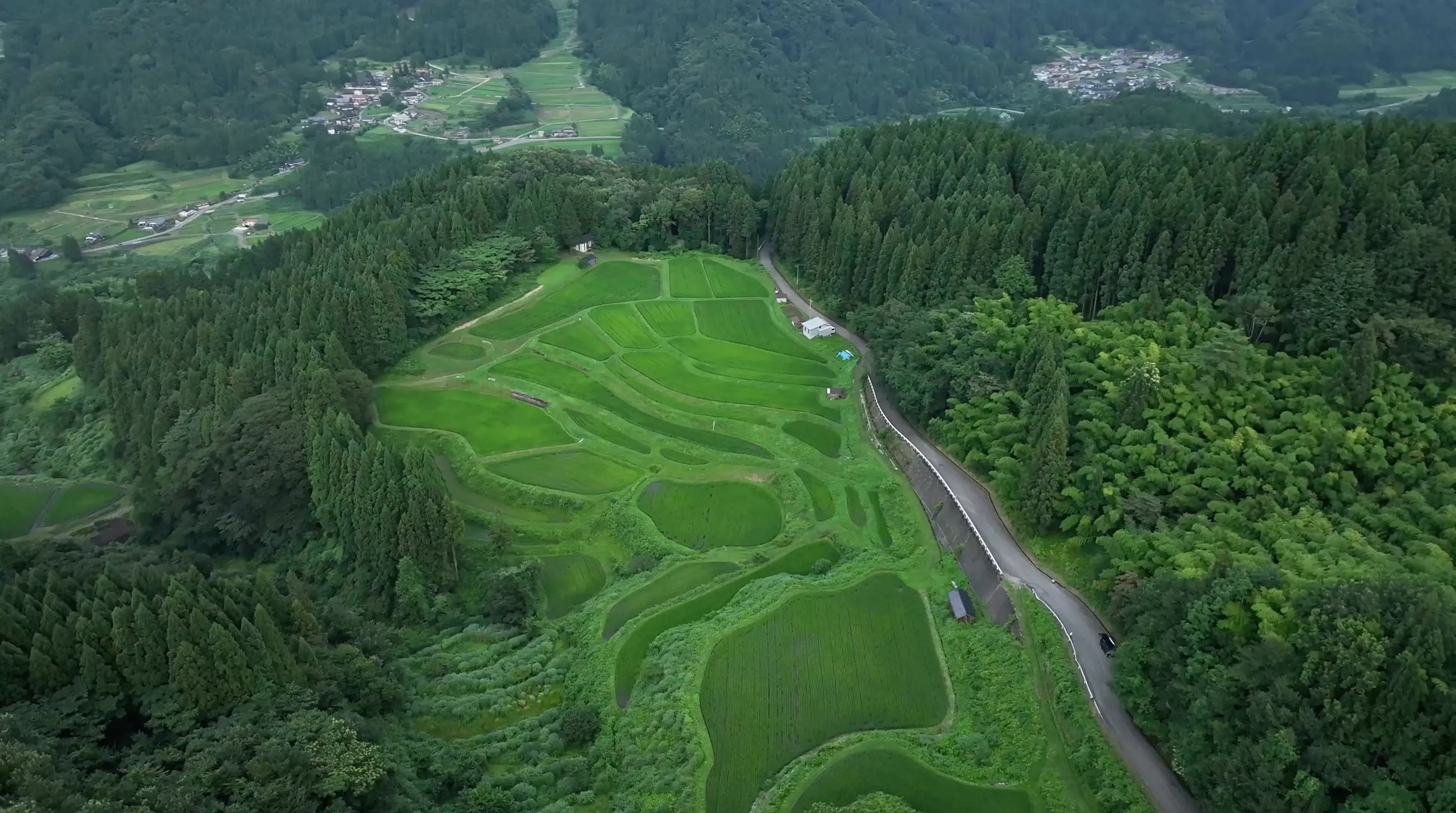 230715うへ山の棚田