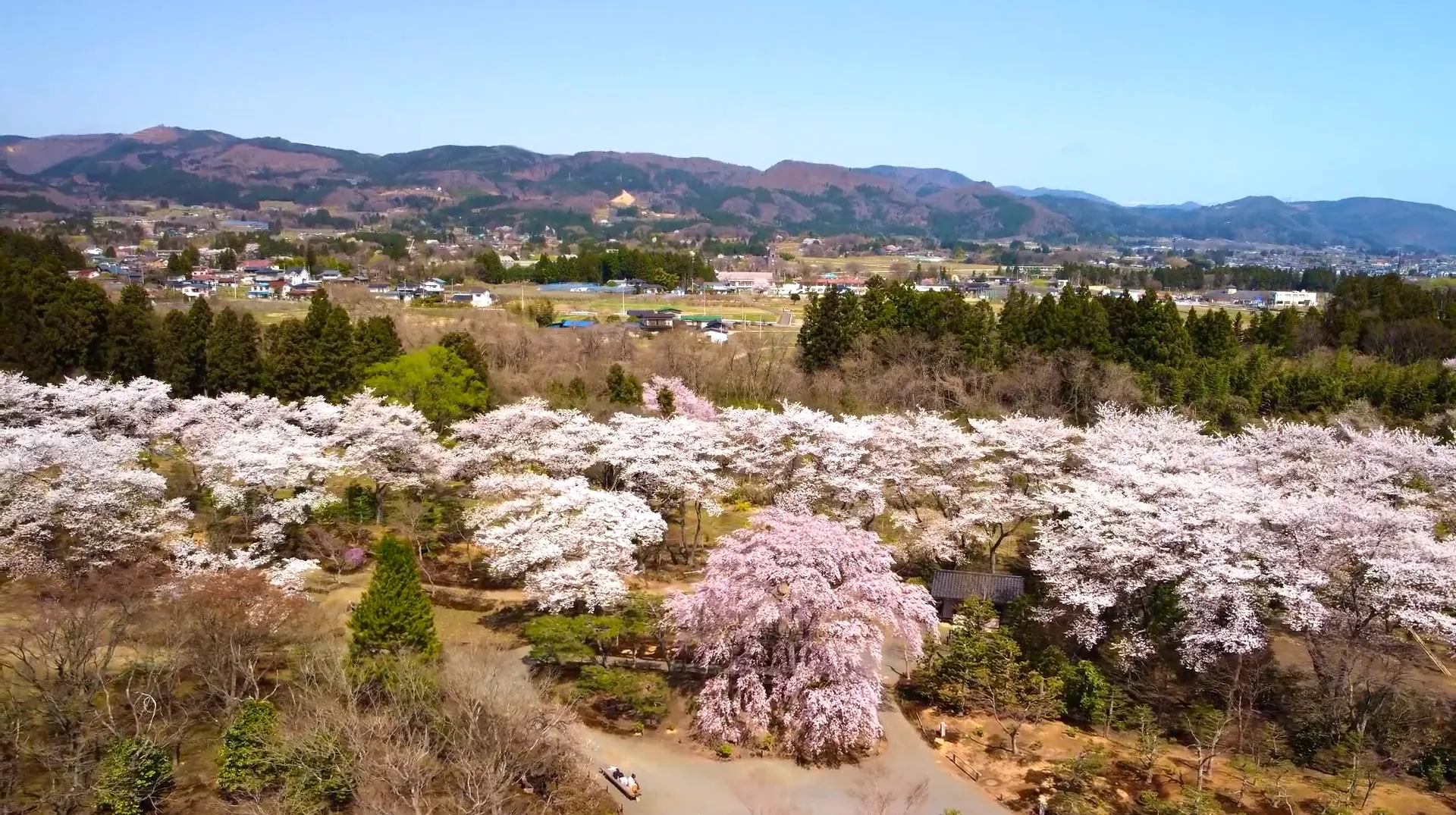 桜並木