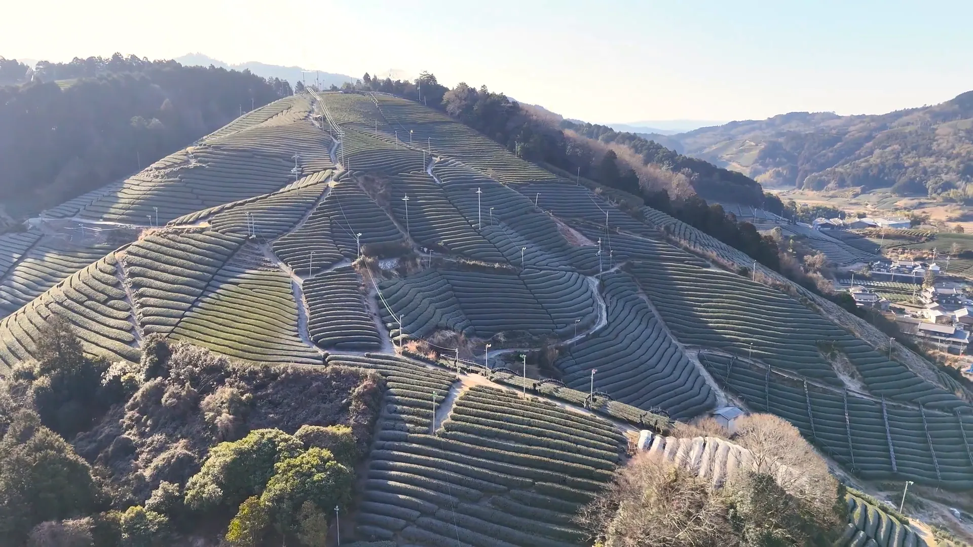 250215和束町の茶畑